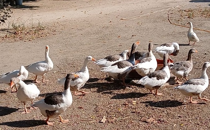 Kazlara, Şartlı Tahliye…!