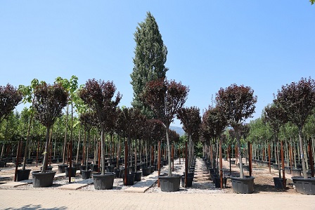 TÜRKİYE’NİN YAPRAKLI SÜS BİTKİSİ İHTİYACININ %60’INI KARŞILAYAN KESTEL, FUARDA ORTAK BAŞARI HİKÂYESİNİ SERGİLEMEYE HAZIRLANIYOR.