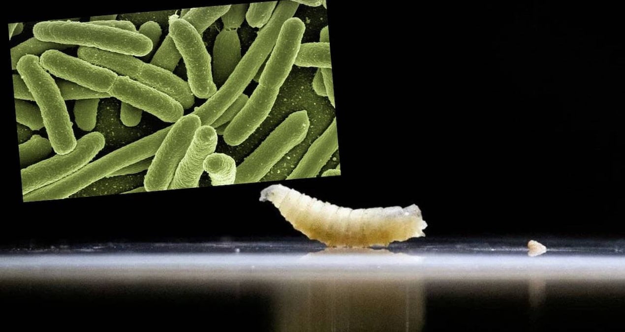 Et yiyen kurtçuk tehlikesi  hızla yükseliyor