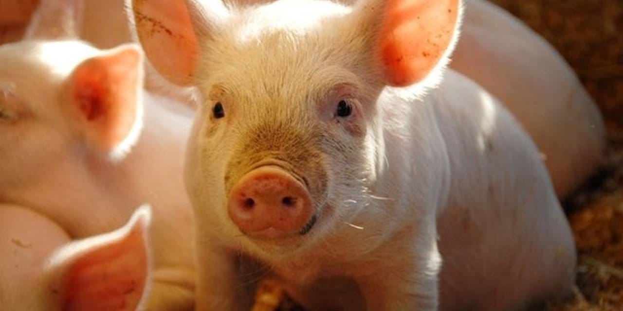 İnsan vücuduna domuz akciğeri nakledildi