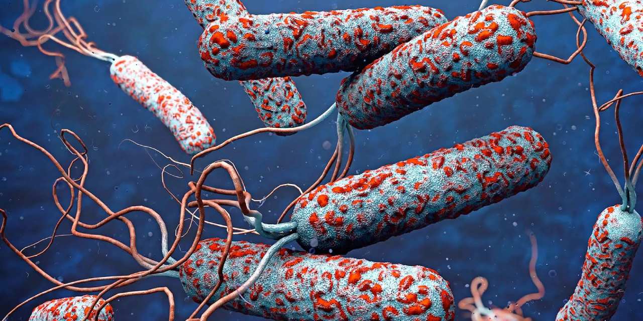 Salgında 4738 kişi öldü! DSÖ’den uyarı