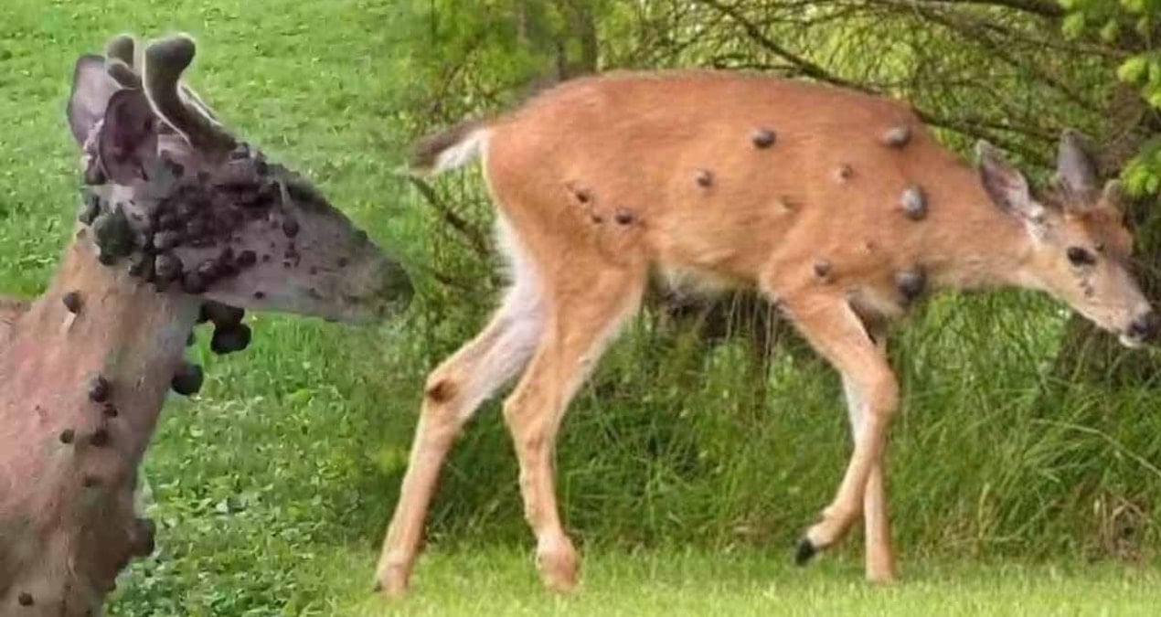 Tavşan, sincap derken şimdi de geyikler…