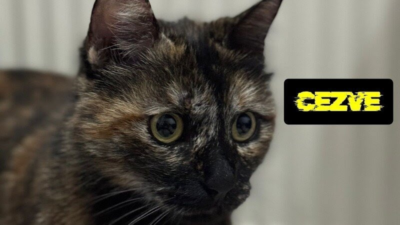 “Cezve’yi Katleden Bu Şahıs Serbest Kalırsa, Adalet Ölmüştür!”