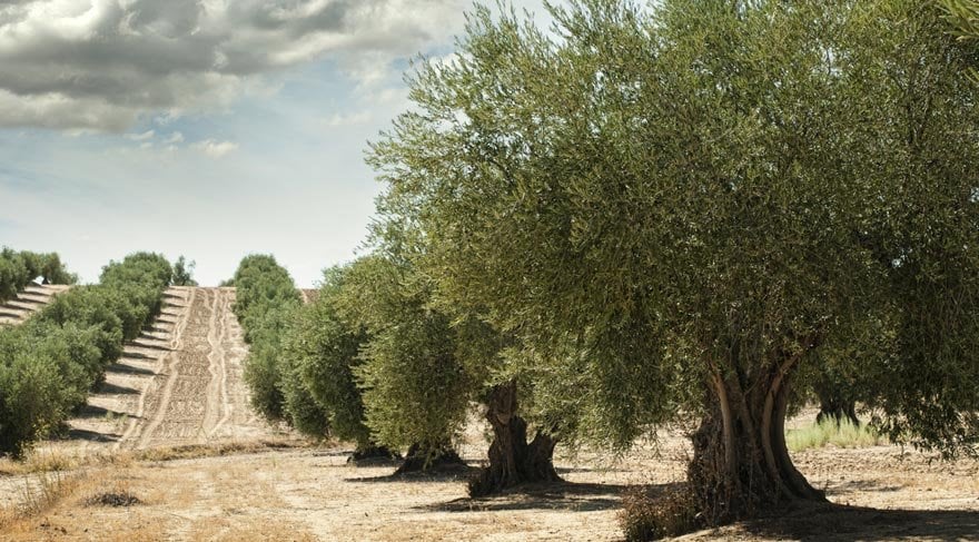Başkan Sinan Kaya’dan Sert Çıkış: “OVA’ya, Zeytine, Toprağa İhanet Ediyorsunuz!”