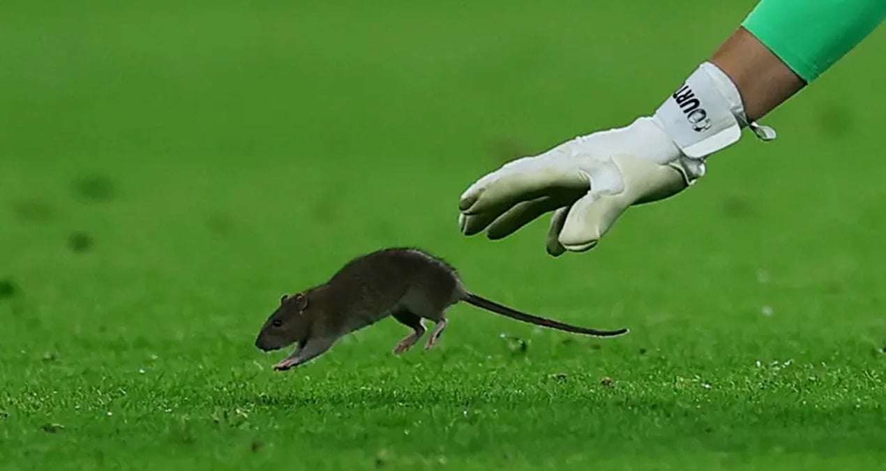 Dünyaca ünlü kaleci, topu bıraktı fareyi yakalamaya çalıştı