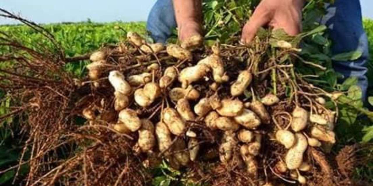 Tarlalar dolup taştı: Fiyatı 1 haftada 50 liraya düştü