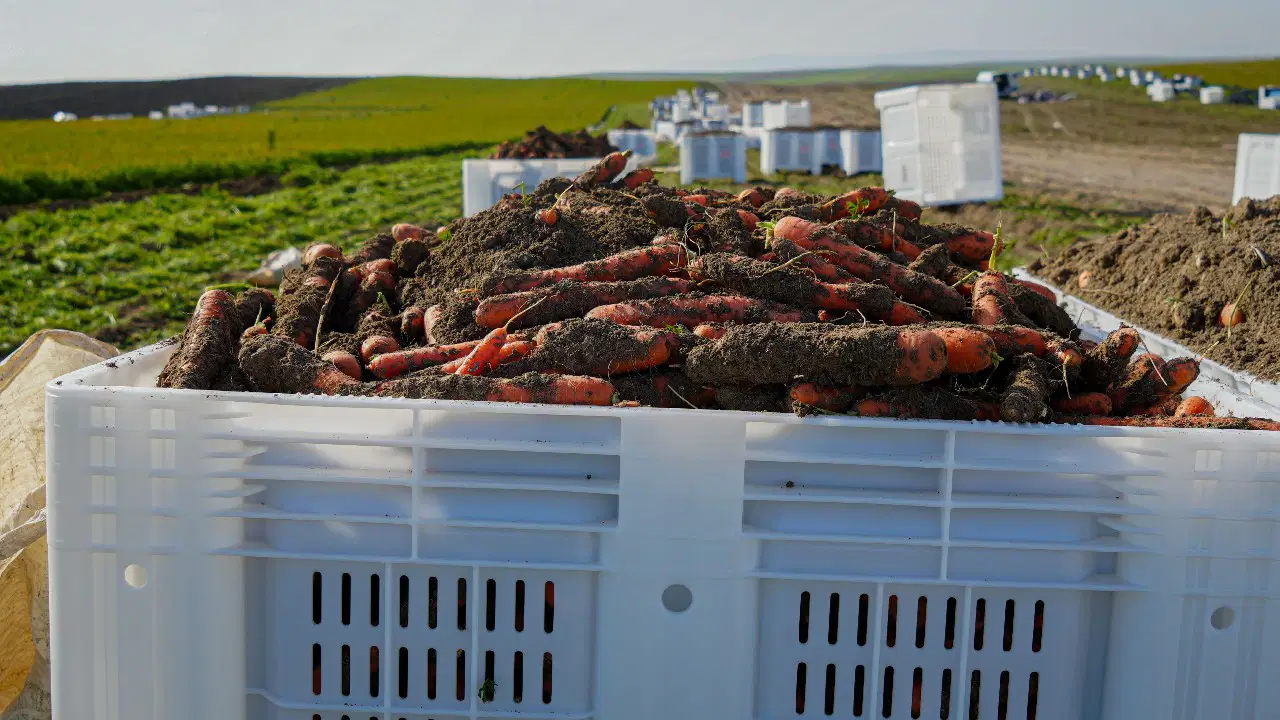 Beypazarı’nda hasat günün birinci ışıkları ile başlıyor: Dönüme 10 ton eser bekleniyor
