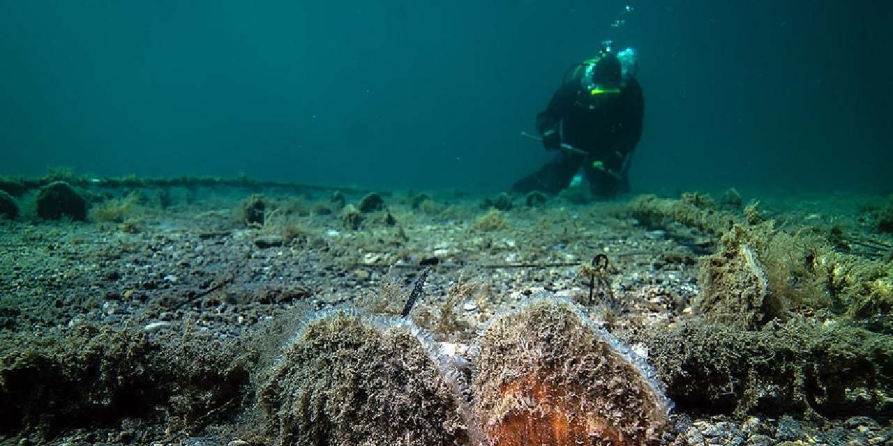 Marmara Denizi’nde pinna nobilis çıktı