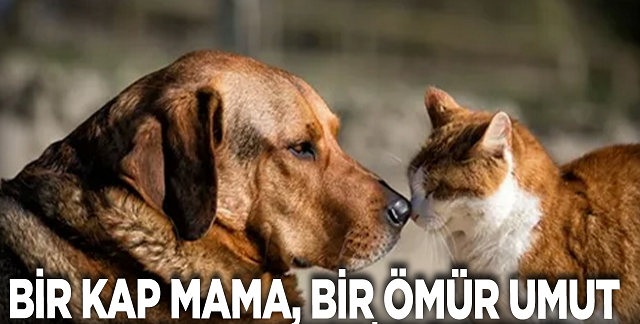 “Sahipsiz Canlar Göz Ardı Edilemez”