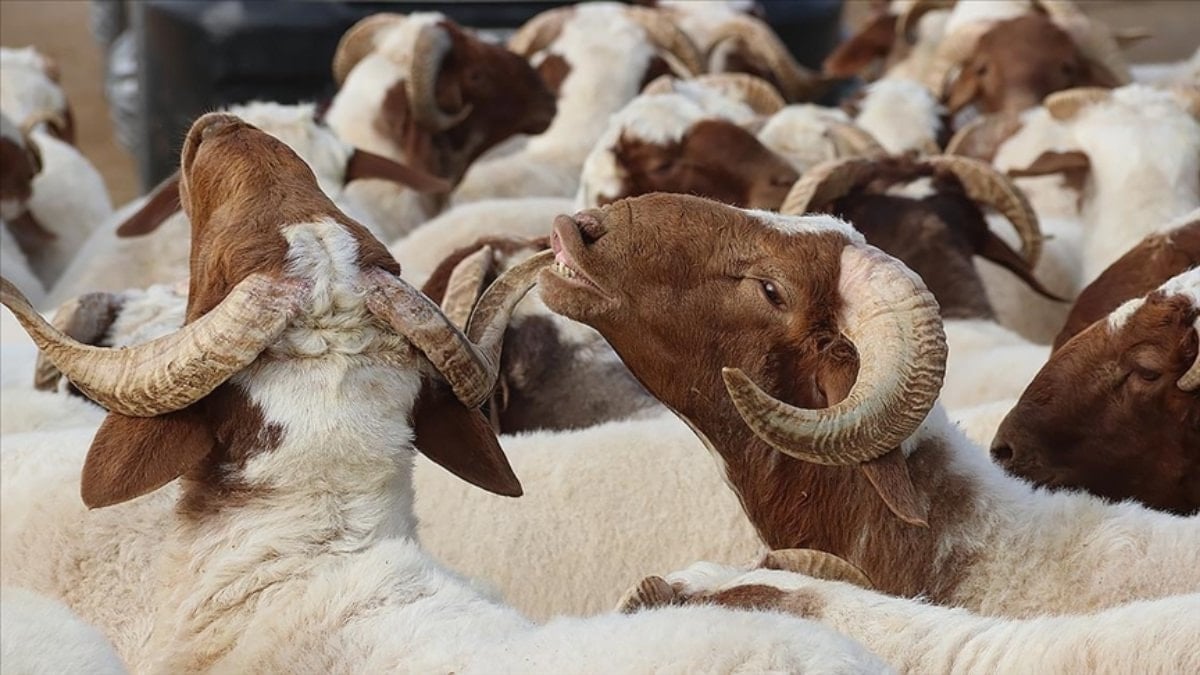 Kurban Bayramı Tatili 9 Gün Olacak