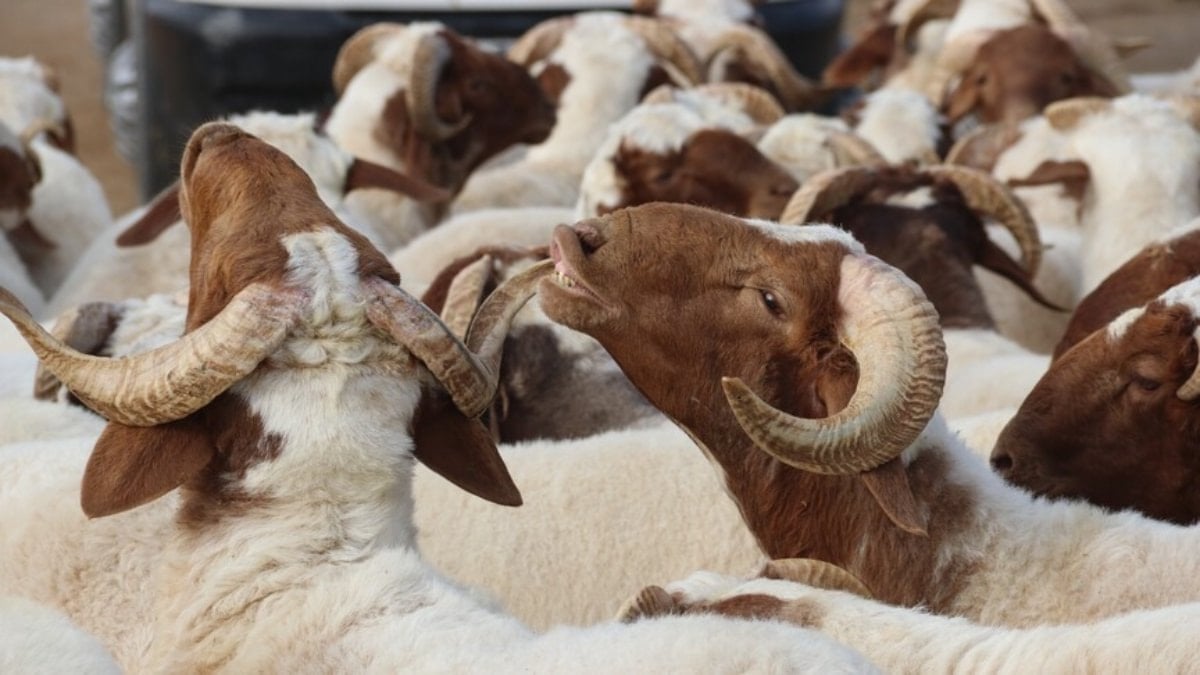 TESK’ten Kurban Kesim ve Deri Uyarısı