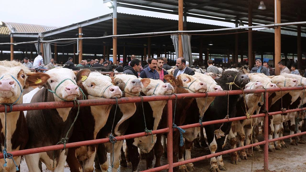 Şapın Etkisi: Hayvancılıkta Kayıplar ve Zam Endişesi