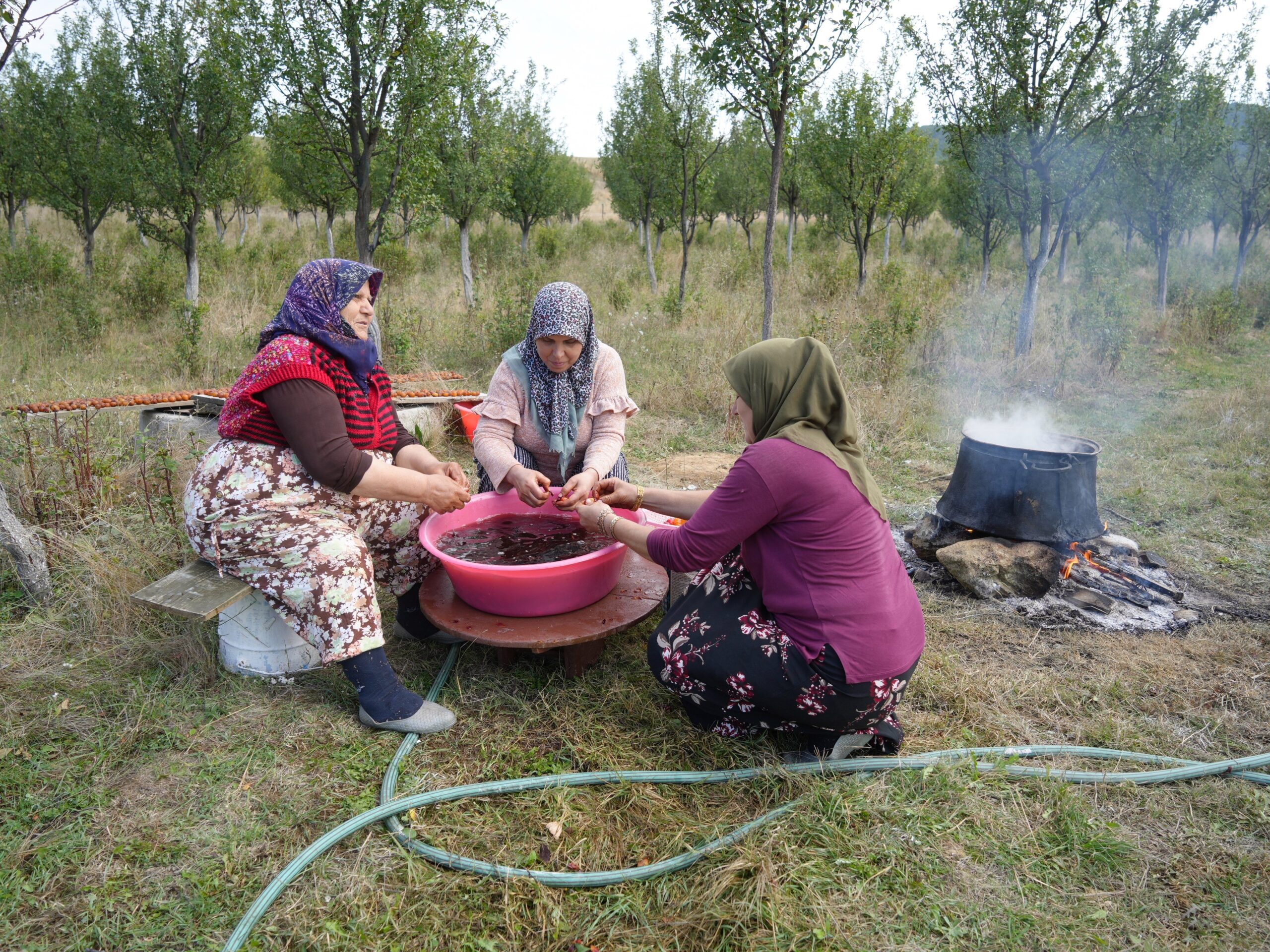 Kastamonu’nun Endemik Üryani Eriği (Ala) Hasadı Başladı