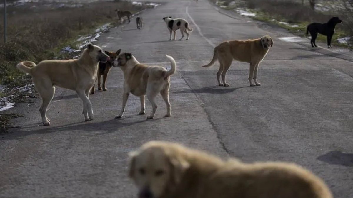 Sahipsiz köpeklerin yüzde 99,9’u toplandı